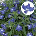 Afbeelding van Lobelia P12 Dark Bleu